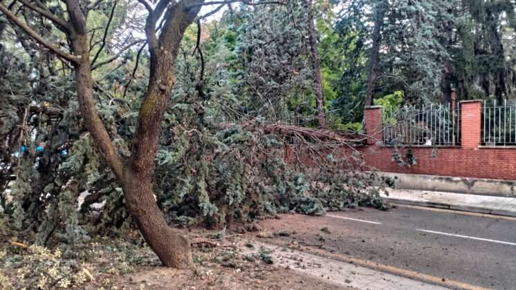 Un gran &aacute;rbol se desploma sobre la calle Padre Claret