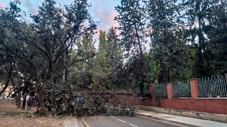 Un gran &aacute;rbol se desploma sobre la calle Padre Claret