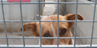 Imagen de archivo del centro de acogida de animales abandonados de Palencia gestionado por 'Scooby'. / Brágimo (ICAL)