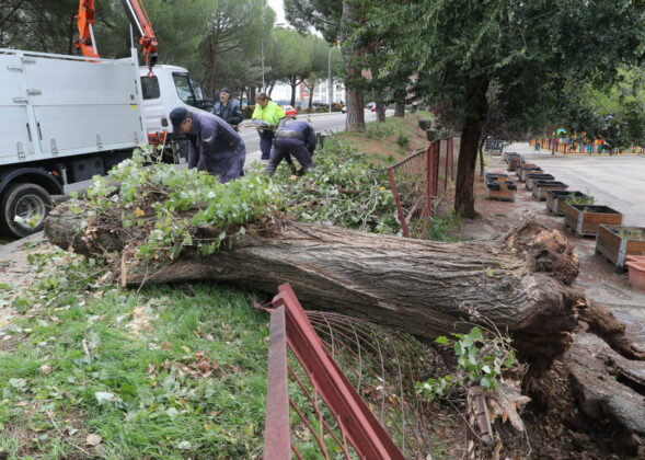 Un &aacute;rbol derriba una valla en el Paseo de Nuestra Se&ntilde;ora de los &Aacute;ngeles, a la altura del colegio Padre Claret. / Br&aacute;gimo (ICAL)
