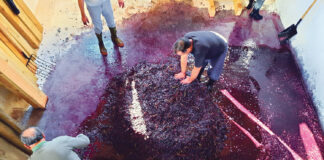 Vendimia en el Lagar de Baltanás