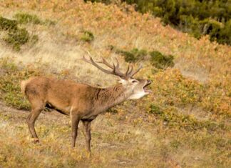 Disfruta del intenso sonido de la berrea en Cervera de Pisuerga berrea cervera de pisuerga