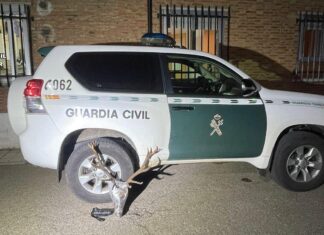 Encontrada una cabeza de venado sin precinto en el interior de un maletero sucesos en Palencia, guardia civil, cabeza venado