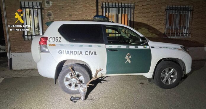 sucesos en Palencia, guardia civil sucesos en Palencia, guardia civil, cabeza venado