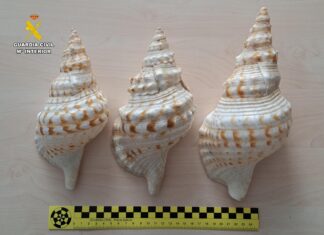 Localizadas en Palencia tres caracolas de una especie protegida Localizado en Palencia un paquete con tres caracolas de una especie protegida. Imagen de la Guardia Civil de Palencia
