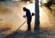 La Diputación de Palencia recibirá 624.000 euros de la Junta para contratar desempleados para labores forestales Una persona contratada por Diputación para labores forestales en campañas anteriores.