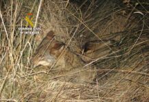 Condenados dos cazadores por furtivismo contra el lobo en Palencia Imagen de archivo de un lobo.
