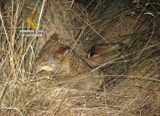 Imagen de archivo de un lobo.