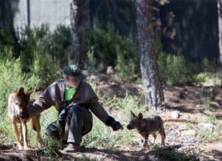 Ecologistas en Acción denuncia la rebaja del estatus de protección del lobo y alerta que será contraproducente para el mundo rural