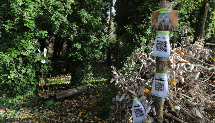 Br&aacute;gimo - Un proyecto de puesta en valor de su arbolado nacido de una iniciativa vecinal de las localidades palentinas de Valoria del Alcor y Ampudia participa en un concurso del Ministerio de Medioambiente y Transici&oacute;n Ecol&oacute;gica