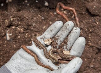 Que las lombrices empiecen a trabajar en Báscones de Ojeda