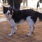 Bendición de los animales cpn motivo de San Antón Abad, en la iglesia de San Miguel