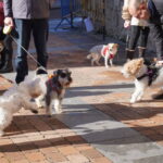 Bendición de los animales cpn motivo de San Antón Abad, en la iglesia de San Miguel