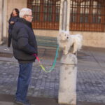 Bendición de los animales cpn motivo de San Antón Abad, en la iglesia de San Miguel