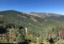 Bosque de Castilla y León