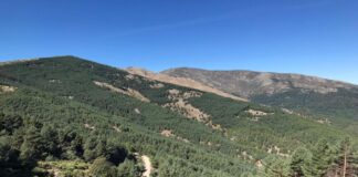 Bosque de Castilla y León