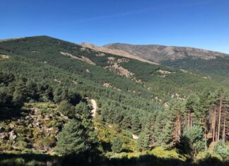 El Colegio Oficial de Ingenieros de Montes de Castilla y León recuerda que un aprovechamiento forestal sostenible en el monte ayuda a prevenir incendios forestales Bosque de Castilla y León