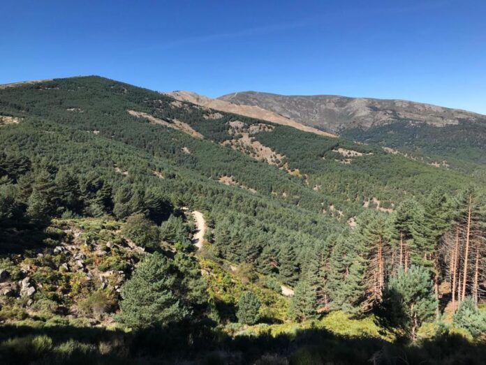 Bosque de Castilla y León