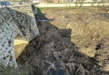 El Ayuntamiento de Villamuriel exige a la Confederación Hidrográfica del Duero la limpieza del cauce del Río Carrión a su paso por la localidad Imagen proporcionada por el Ayuntamiento de Villamuriel de Cerrato