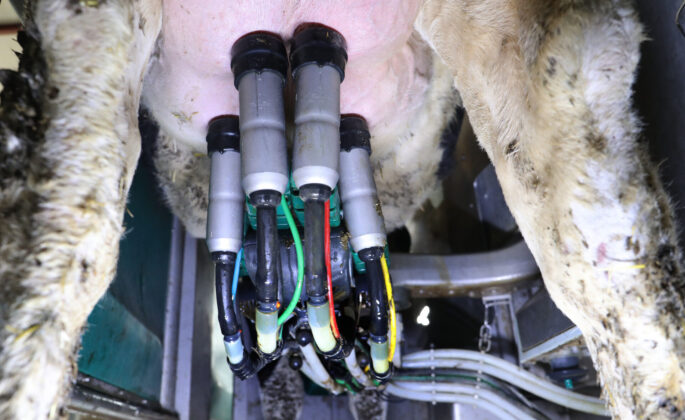 La consejera de Agricultura visita una granja de vacuno de leche en Dehesa de Romanos (Palencia)