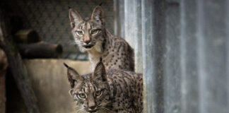 Virgo y Vuelvepiedras, primeros linces ibéricos en el Cerrato Palentino