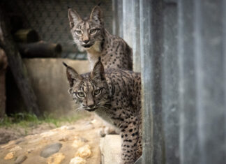 Virgo y Vuelvepiedras, primeros linces ibéricos en el Cerrato Palentino