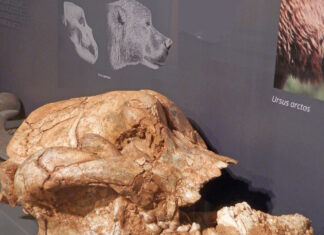 Museo de Palencia pieza del mes oso cavernario de la cueva de Guantes