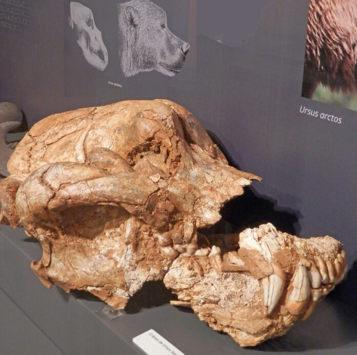 Museo de Palencia pieza del mes oso cavernario de la cueva de Guantes