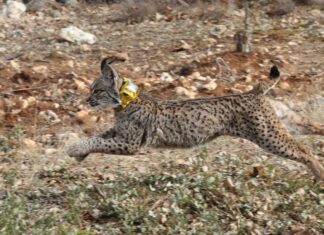 ‘Canguros’ de noche y finde para los linces del Cerrato Palentino