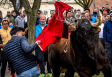 Ciudad Rodrigo da un multitudinario recibimiento a ‘Potrosillo’, su Toro del Antruejo
