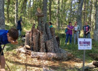La Junta realiza tratamientos selvícolas en Palencia y León para mejorar la adaptabilidad del oso y facilitar su conservación