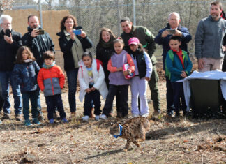 Segunda suelta de linces ibéricos en el Cerrato Palentino - BRÁGIMO ICAL