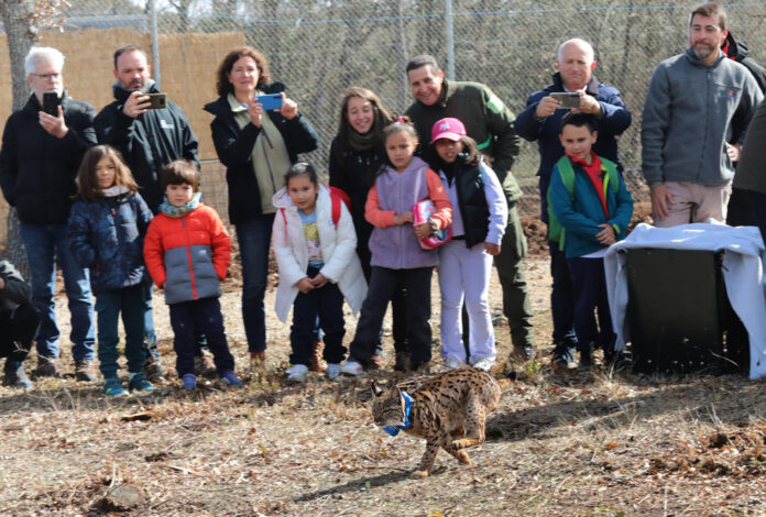 Segunda suelta de linces ibéricos en el Cerrato Palentino - BRÁGIMO ICAL