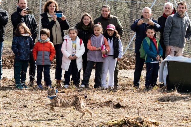 Suelta de la segunda pareja de linces, Vi&ntilde;egra y Villano, en el Cerrato Palentino. FOTO - FERNANDO MANRIQUE