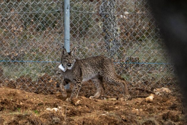 Suelta de la segunda pareja de linces, Vi&ntilde;egra y Villano, en el Cerrato Palentino. FOTO - FERNANDO MANRIQUE