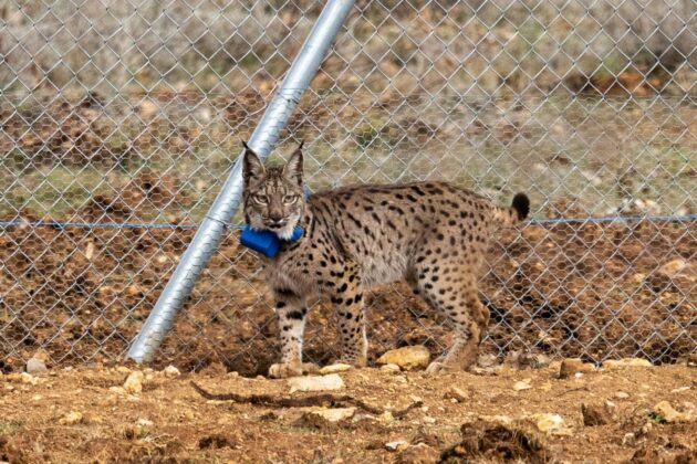 Suelta de la segunda pareja de linces, Vi&ntilde;egra y Villano, en el Cerrato Palentino. FOTO - FERNANDO MANRIQUE
