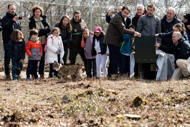 Suelta de la segunda pareja de linces, Vi&ntilde;egra y Villano, en el Cerrato Palentino. FOTO - FERNANDO MANRIQUE