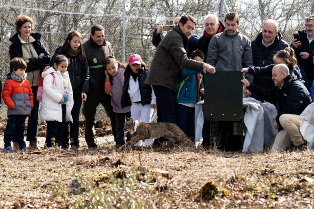 Suelta de la segunda pareja de linces, Vi&ntilde;egra y Villano, en el Cerrato Palentino. FOTO - FERNANDO MANRIQUE