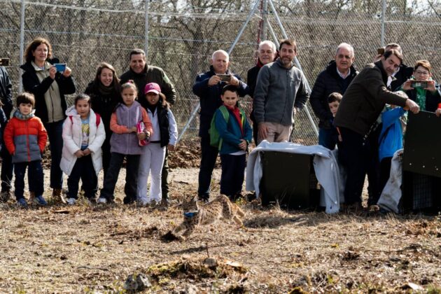 Suelta de la segunda pareja de linces, Vi&ntilde;egra y Villano, en el Cerrato Palentino. FOTO - FERNANDO MANRIQUE