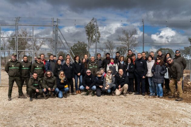 Suelta de la segunda pareja de linces, Vi&ntilde;egra y Villano, en el Cerrato Palentino. FOTO - FERNANDO MANRIQUE