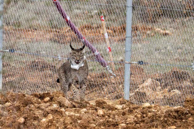 Suelta de la segunda pareja de linces, Vi&ntilde;egra y Villano, en el Cerrato Palentino. FOTO - FERNANDO MANRIQUE