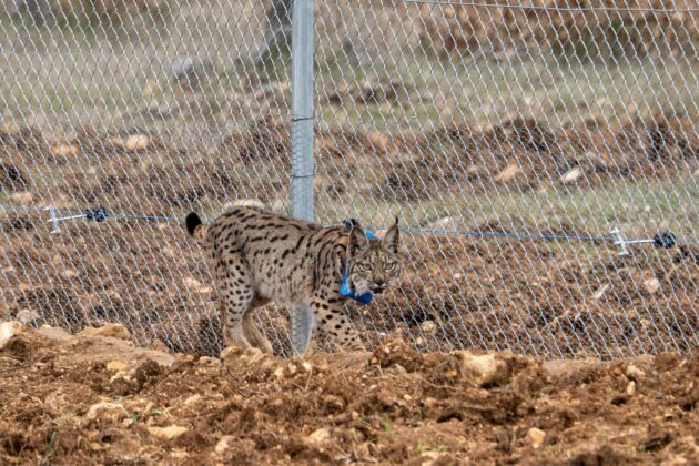 Suelta de la segunda pareja de linces, Vi&ntilde;egra y Villano, en el Cerrato Palentino. FOTO - FERNANDO MANRIQUE