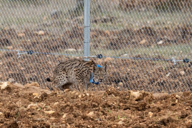 Suelta de la segunda pareja de linces, Vi&ntilde;egra y Villano, en el Cerrato Palentino. FOTO - FERNANDO MANRIQUE