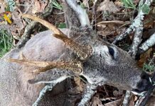 Cazador Furtivo Montaña Palentina - Guardia Civil