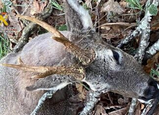 Cazador Furtivo Montaña Palentina - Guardia Civil