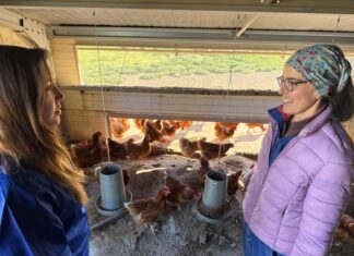 Granja Pepín, de Alba de Cerrato, sede de una estancia formativa como explotación modelo