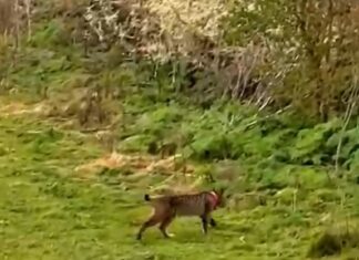 (Video) Me pareció ver un lindo… lince libre por el Cerrato
