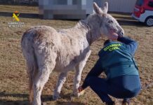 Investigado un hombre en Castrejón de la Peña por presunto maltrato a un burro burro castrejón de la peña
