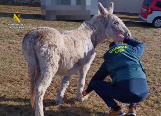 burro castrejón de la peña