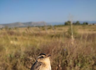 Carricerín Cejudo en las graberas de Fuentecantos (Soria)